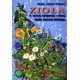 Zioła w leczeniu układu moczowo - płciowego 