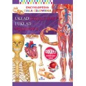 Encyklopedia ciała człowieka Układ kostny i układ mięśniowy