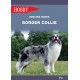 Border collie Ewelina Budek motyleksiazkowe.pl