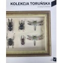 Kolekcja Toruńska Zbiory Centrum Sztuki Współczesnej Znaki Czasu w Toruniu