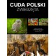 Cuda Polski. Zwierzęta motyleksiazkowe.pl