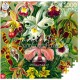 Imagination Puzzle: Ernst Haeckel Orchidea / Orchid (1000 elementów) Good Loot mtoyleksiazkowe.pl