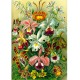 Imagination Puzzle: Ernst Haeckel Orchidea / Orchid (1000 elementów) Good Loot mtoyleksiazkowe.pl