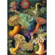 Imagination Puzzle: Ernst Haeckel Sea Anemones / Stworzenia morskie (1000 elementów) Good Loot motyleksiazkowe.pl