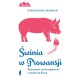 Świnia w Prowansji 
